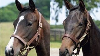 キタサンブラック半弟、ドウデュース半妹など豪華布陣…インゼルTC が2024年度募集馬発表