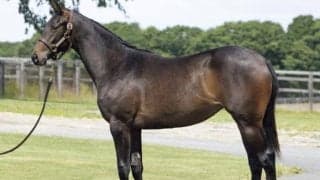 キタサンブラック半弟やドウデュース半妹がラインナップ インゼルTCが24年度の募集馬発表