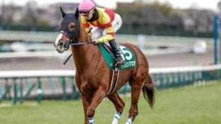 【セントウルS展望】スプリンターズSの前哨戦、距離短縮で臨む馬が狙い目