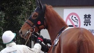 馬体重はなんと620kg!? 史上最重量牝馬が“稀有”な記録を達成