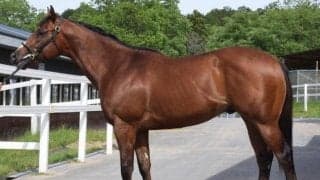 【JRA新馬戦】ソダシの半弟エスタアなどがデビュー