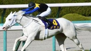 “白毛一族”から黒鹿毛の素質馬がデビュー 土曜中京4Rでエスタアが初陣