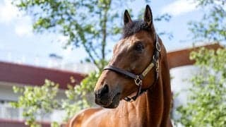 ブラストワンピース、ノンコノユメらGI馬も 引退競走馬多数の馬術大会が開催