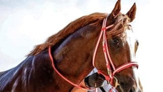 JRAが凱旋門賞に出走するシンエンペラーへの応援メッセージを募集