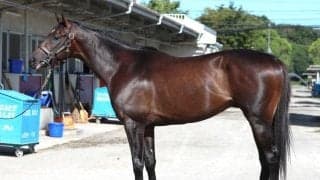 「能力、適性、状態全てが高水準」セントライト記念で軸に最適な馬とは？