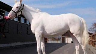 ゴールドシップ産駒の白毛馬 2頭目でJRA初勝利なるか