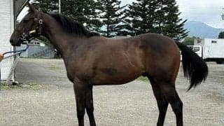 【JRA新馬戦】フォーエバーヤングの半妹ブラウンラチェットなどがデビュー