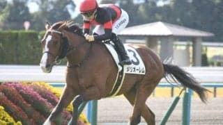 【神戸新聞杯予想オッズ】メリオーレムが予想1番人気