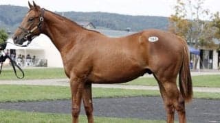 スパイスシャワーの2023が最高価格の2100万円 セプテンバーセール2日目