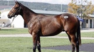 2024セプテンバーセール最終日 シニスターミニスター産駒ピエノフィオレの2023が最高価格