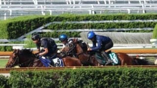 現2歳には小倉ダ1000mのレコードホルダー 期待高まるアメリカンファラオ産駒/関西馬メイクデビュー情報