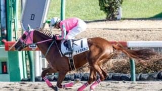 【シリウスS予想オッズ】オメガギネスが予想1番人気