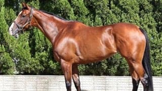 「昨年に負けず劣らずの好状態」 スプリンターズS連覇へ仕上がり万全