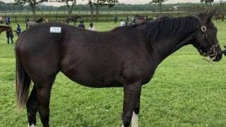 【JRA新馬戦】リトルアマポーラの仔カシオペアなどがデビュー