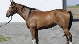 “ホリエモン”こと堀江貴文氏が土曜中山で馬主復帰戦 JRAでの所有馬出走は19年ぶり