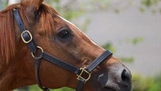 【スプリンターズS／穴ライズ】充実一途がコース適性×絶好枠で急浮上　即買いの前日“8人気前後”