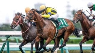 【先週のJRA抹消馬】22年京成杯AH覇者ファルコニア、芝短距離で活躍したシナモンスティックなど