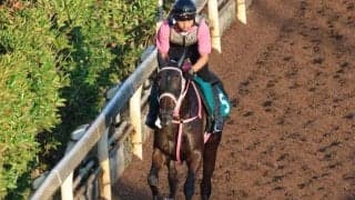 ショウナンザナドゥなど、先週の入厩情報/栗東トレセンニュース