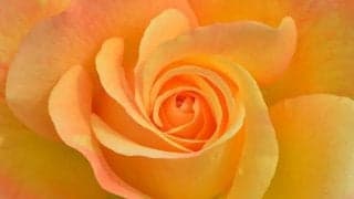 加齢臭とミドル脂臭は何が違う？原因と対処法も紹介