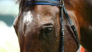 【毎日王冠／穴ライズ】1800m×府中の「得意条件」で完封期待　開幕週の好枠活かす想定オッズ“20倍超”の盲点