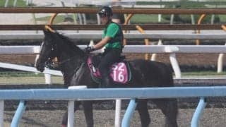 母は秋華賞馬ディアドラ 師も楽しみな初仔シオーグが月曜東京で初陣/関西馬メイクデビュー情報