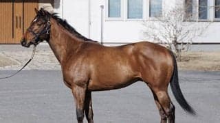 福岡ソフトバンクホークス・柳田悠岐選手 馬主初勝利へ3頭目が今週末デビュー