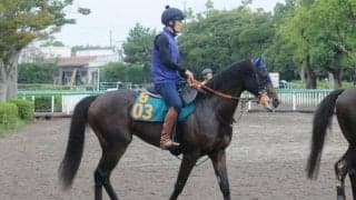 セレクト3億超の良血馬が初陣 半兄にGIホースがいるキングノジョー/関東馬メイクデビュー情報
