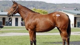 新種牡馬ナダル産駒に最高額の1400万円 オータムセール2024が開幕