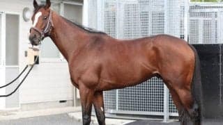 立ち姿はまるでメジロパーマー “十何年に一度現れる首の高いステイヤー”が菊花賞Vヘ