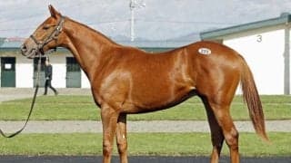 モーニン産駒「スペリオルダンサーの2023」が最高額 オータムセール2日目