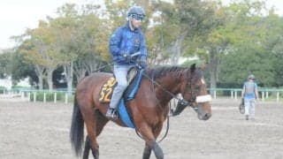 アーモンドアイの初仔「アロンズロッド」 土曜東京で仕切り直しの一戦に挑む/関東馬メイクデビュー情報