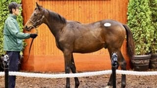 ノーザンファームミックスセール2024が開幕！上場番号1番はいきなりの2億円