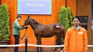 【ミックスセール2024】サトノグランツ半妹に1億円…父コントレイル