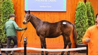 【ミックスセール2024】コントレイル産駒牡に9200万円