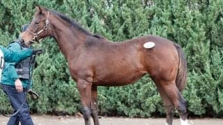 最高額2億9000万円に億超えは2ケタ10頭 ミックスセール大盛況