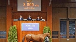 ミックスセール繁殖牝馬部門最高額はラクアミで3800万円 今年の札幌2歳S2着馬の母