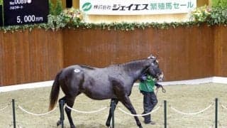 オークス馬の仔が5000万円で落札 北海道市場で繁殖馬セールが開催