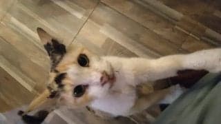 メッシのアルゼンチン、ネイマールのブラジル敗退を癒した犬たち【サッカー取材で分かった｢世界イヌネコ事情｣】(1)