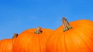 秋バテ防止にも効く！栄養豊富なカボチャを食べて、免疫力を高めよう！