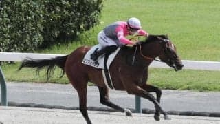 【門別・エーデルワイス賞枠順】新馬戦快勝のミリアッドラヴは3枠3番