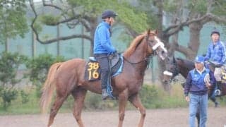 ククナやアライバルの半弟レイニング 国枝師が仕上がりや気性面に太鼓判/関東馬メイクデビュー情報