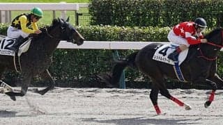 【新馬/東京4R】レッドルイナールが人気に応える…ブリックスアンドモルタル産駒