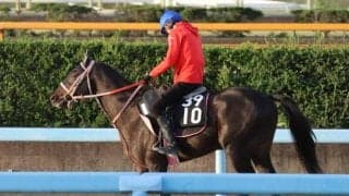 セイルフリーなど、先週のゲート試験/栗東トレセンニュース