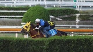 メイショウハリオ、JBCクラシック最終追い切り速報/栗東トレセンニュース