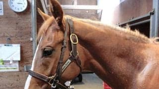 【JRA新馬戦】GI・3勝ストレイトガールの仔マドモアゼルアスクなどがデビュー