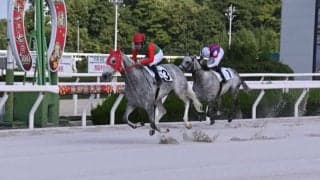 【園田・姫路競馬】芦毛限定戦を実施…Road to Christmas