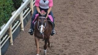 ニーナバイリッカなど、先週のゲート試験/栗東トレセンニュース