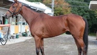 エリザベス女王杯制覇へ「大きすぎるチャンス」サトノダイヤモンド譲りの無尽蔵のスタミナで悲願へ