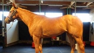 【JRA新馬戦】キタサンブラックの半弟アルマデオロなどがデビュー