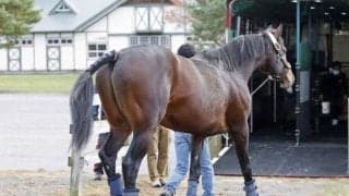 レッドベルジュールが日本軽種馬協会・九州種馬場へ移動